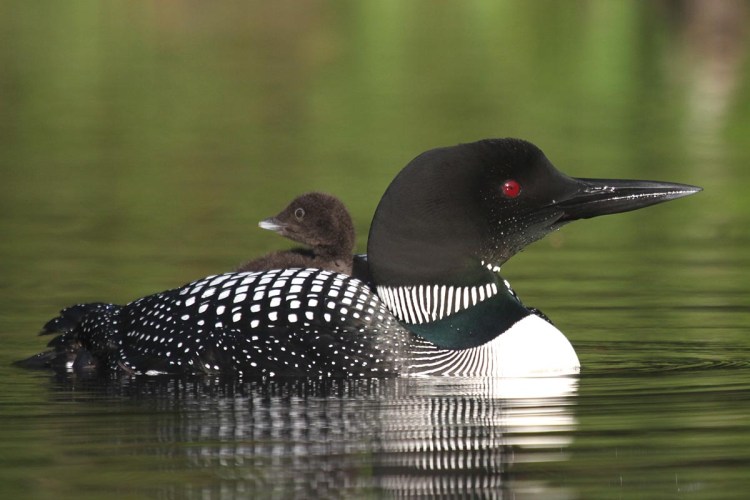 6-15-12-common-loon-and-chick-img_4162